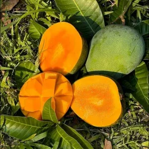 ১০ কেজি ফরমালিন মুক্ত হিমসাগর আম